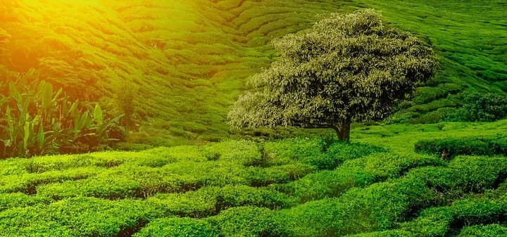 9-day-sri-lanka-itinerary-cultural-tea-hills-wildlife-beach photo 5