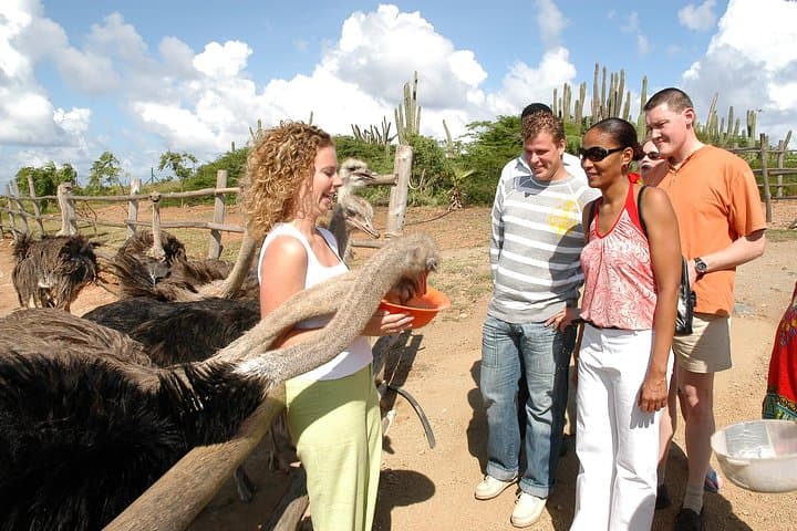 Aruba Ostrich Farm Tour with Lunch: Hands-On Encounters and Local Eats