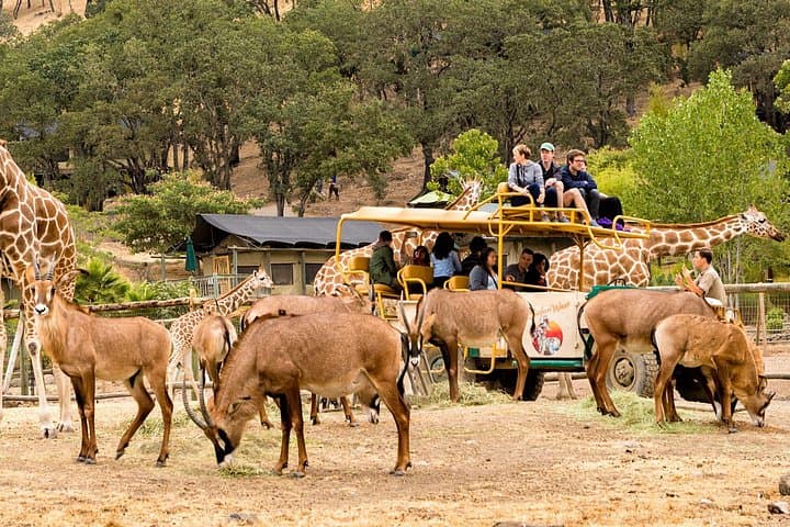 Safari West Sonoma: Jeep Safari & Wildlife Preserve Experience photo 4