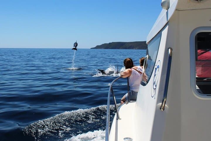 Dolphin Watching Boat Trip Along the Arrábida Coast from Sesimbra