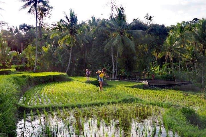 Live Like a Local Farmer: Daily Rice-Field Experience in Banyuwangi photo 3