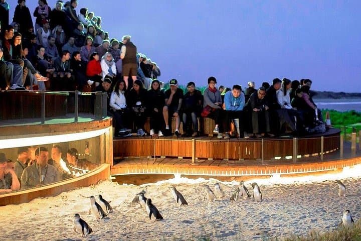 Private Phillip Island Day Tour & Penguin Parade — Koalas, Cape Woolamai & Wildlife photo 1