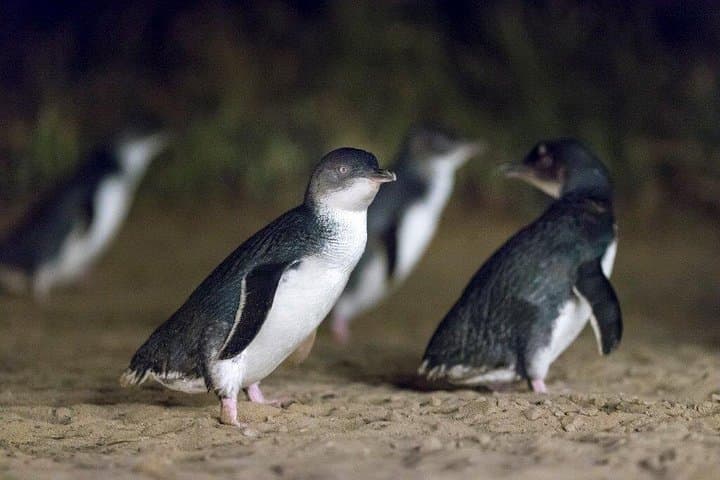 Phillip Island Penguin Parade: Small-Group Afternoon Wildlife Day Trip from Melbourne photo 2