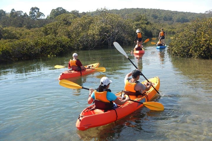 Glass-Bottom Kayak in Batemans Bay: Marine Wildlife & Mangrove Paddle photo 3