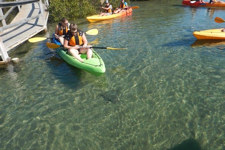 Glass-Bottom Kayak in Batemans Bay: Marine Wildlife & Mangrove Paddle photo 4