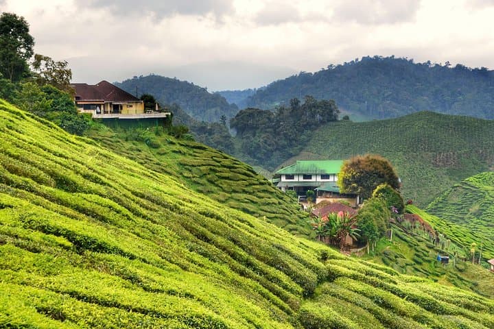 Cameron Highlands Full-Day Tour: Tea Plantations, Waterfalls & Strawberry Farms