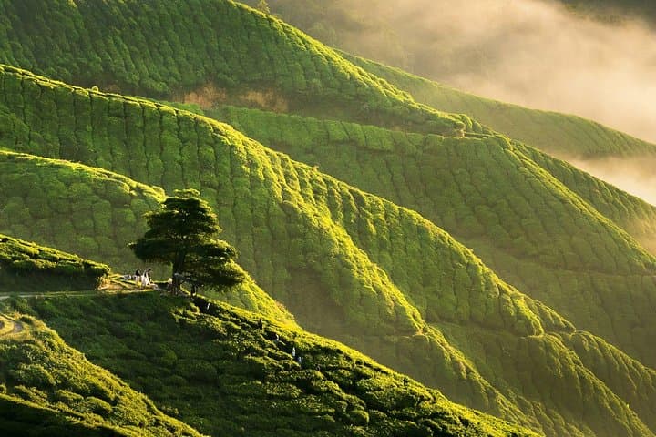 Cameron Highlands Full-Day Tour: Tea Plantations, Waterfalls & Strawberry Farms photo 3