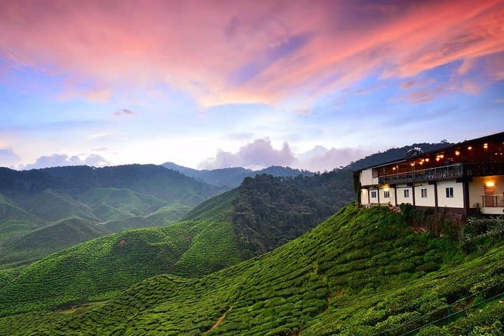 Cameron Highlands and Batu Caves Day Tour: Tea Hills, Waterfalls & Temple Steps photo 2