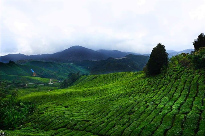 Cameron Highlands and Batu Caves Day Tour: Tea Hills, Waterfalls & Temple Steps photo 3