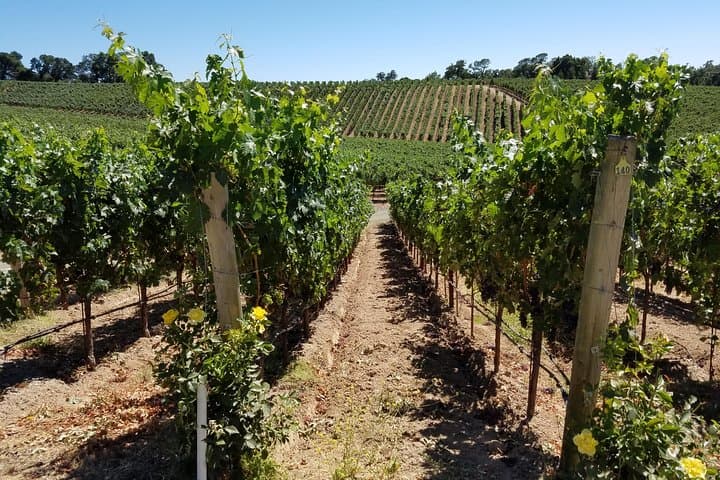 Private 6-Hour Napa & Sonoma Wine Country Tour: Chauffeured Tasting Experience photo 3