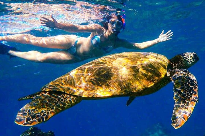 Clear Kayak and Snorkel at Turtle Town Maui — Paddle with Honu photo 2