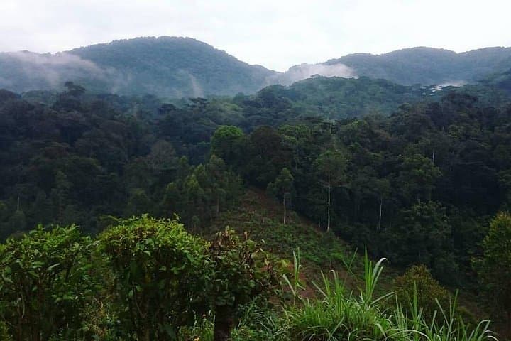 6-Day Gorilla Trekking and Wildlife Safari in Bwindi & Queen Elizabeth, Uganda photo 2