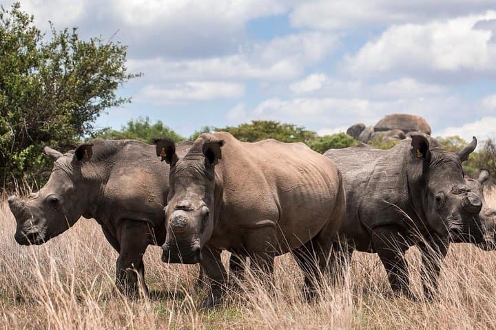 5-Day Safari to Masai Mara, Lake Nakuru & Naivasha — Rift Valley Wildlife Expedition photo 6