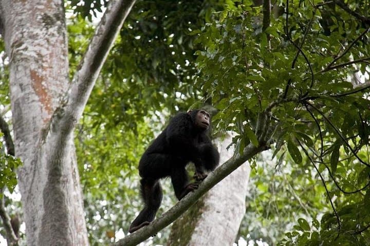 6-Day Gorilla Trekking and Wildlife Safari in Bwindi & Queen Elizabeth, Uganda photo 4
