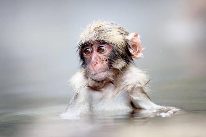 Snow Monkeys & Shiga Kogen Snow Play: Full-Day Tour from Yudanaka photo 2