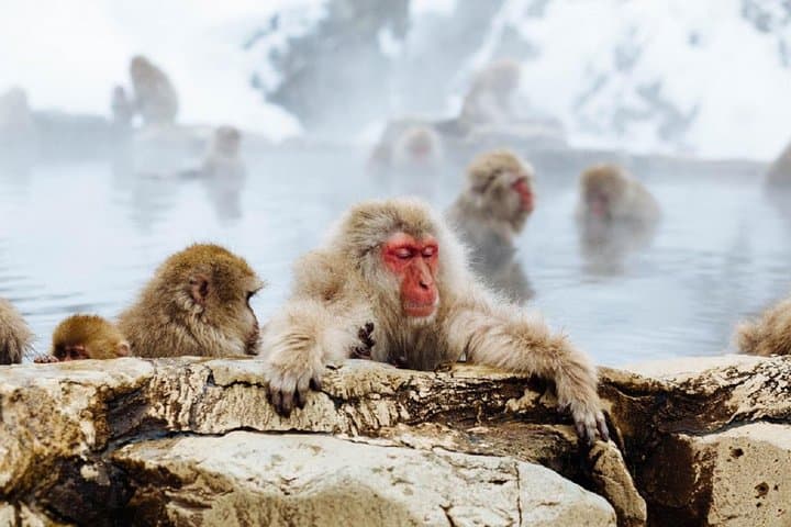 Snow Monkeys & Shiga Kogen Snow Play: Full-Day Tour from Yudanaka photo 3