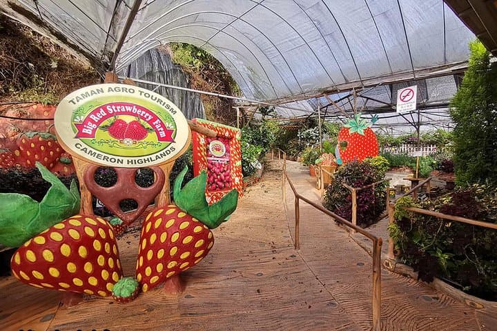Cameron Highlands Full-Day Tour: Tea Plantations, Waterfalls & Strawberry Farms photo 6