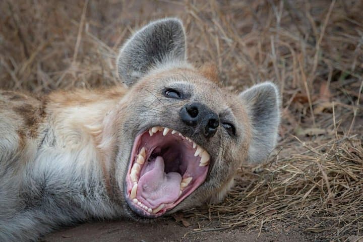 3-Day Amboseli Safari: Elephants, Raptors and Kilimanjaro Views photo 3