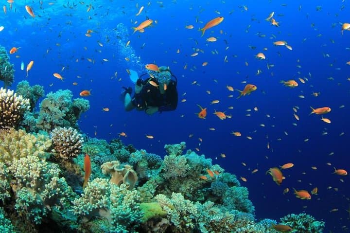 Beginner Scuba Try Dive in Pattaya — First Breath Underwater photo 6