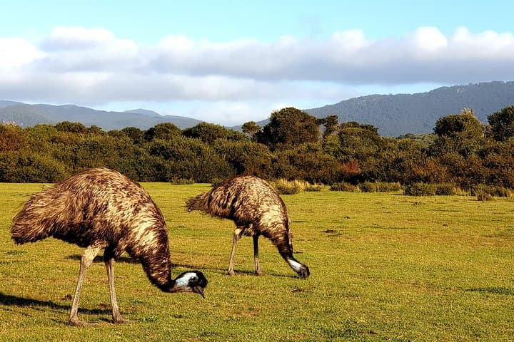 Wilsons Promontory & Phillip Island Day Tour — Prom and Penguins from Melbourne photo 5