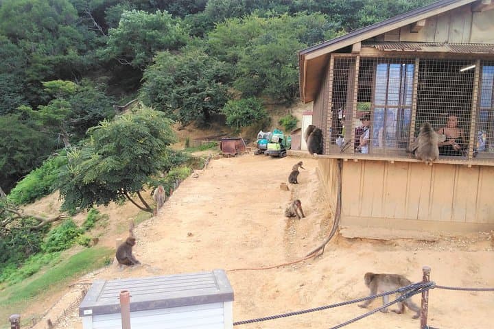 Arashiyama to Golden Pavilion: One-Day Walking Tour in Kyoto photo 2