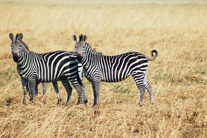 3-Day Amboseli Safari: Elephants, Raptors and Kilimanjaro Views