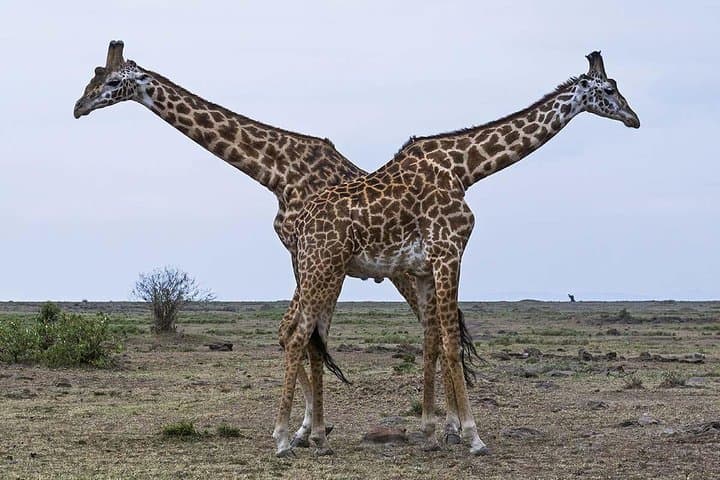 3-Day Amboseli Safari: Elephants, Raptors and Kilimanjaro Views photo 4