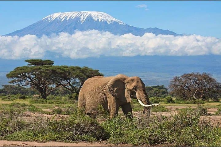 3-Day Amboseli Safari: Elephants, Raptors and Kilimanjaro Views photo 6