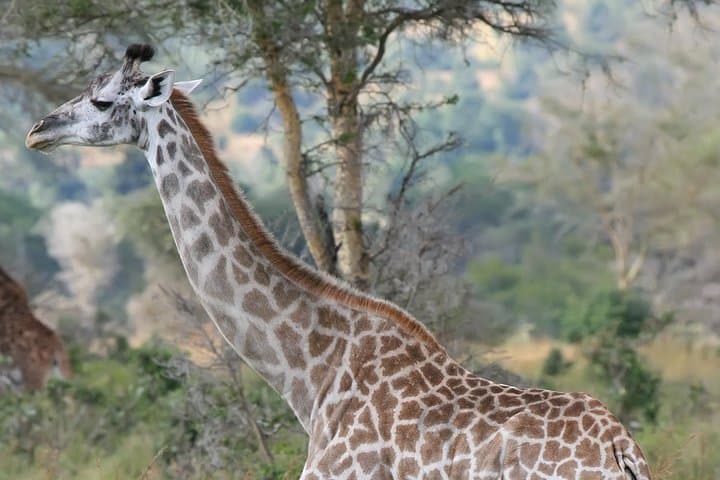 12-Day Kenya & Tanzania Safari: Masai Mara, Serengeti, Ngorongoro Crater