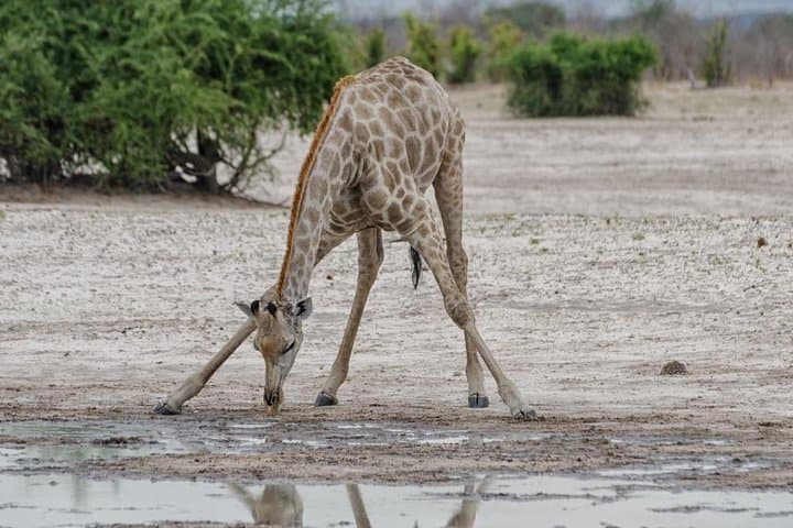 Chobe Day Trip: River Safari and Afternoon Game Drive from Livingstone photo 4