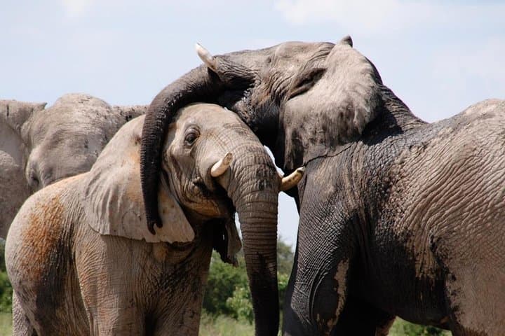 Chobe Day Trip: River Safari and Afternoon Game Drive from Livingstone photo 5