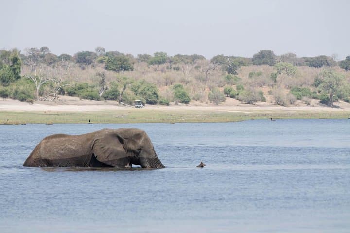 Chobe Day Trip: River Safari and Afternoon Game Drive from Livingstone photo 6