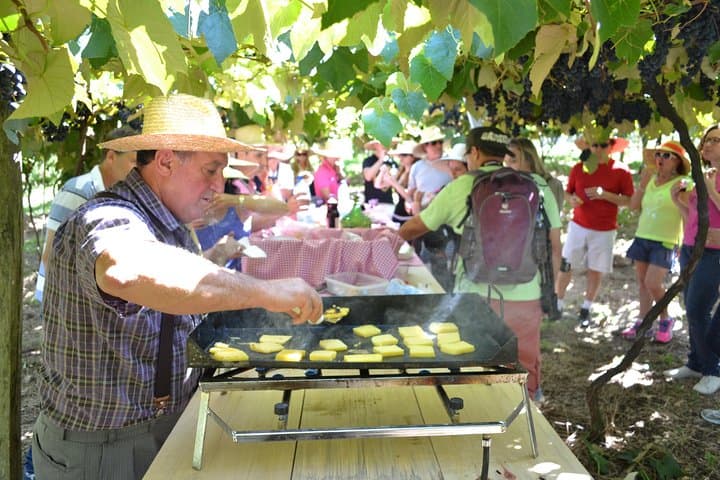 Grape Harvest & Pisa Experience in Bento Gonçalves — Private Wine Tour photo 4