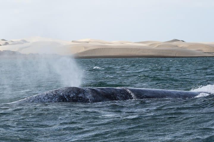 Magdalena Bay Gray Whale Watching: 2-Day Lopez Mateos Expedition photo 3