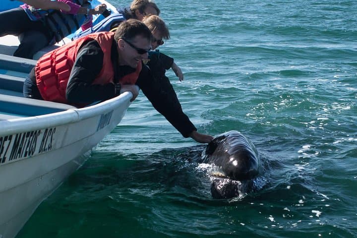 Magdalena Bay Gray Whale Watching: 2-Day Lopez Mateos Expedition photo 4