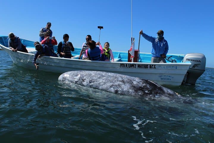 Magdalena Bay Gray Whale Watching: 2-Day Lopez Mateos Expedition