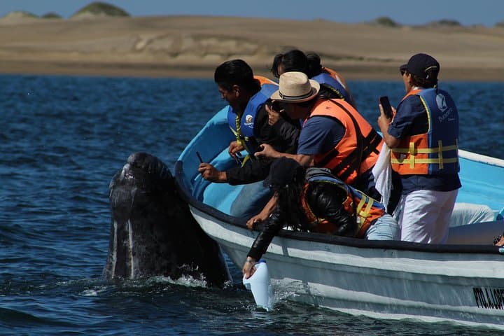 Magdalena Bay Gray Whale Watching: 2-Day Lopez Mateos Expedition photo 5