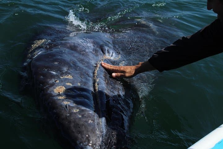 Magdalena Bay Gray Whale Watching: 2-Day Lopez Mateos Expedition photo 2