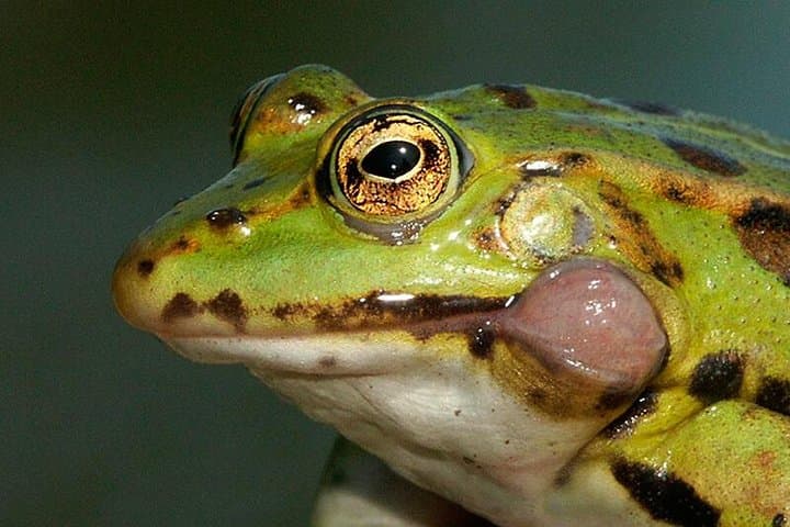 Tambopata 5-Day Amazon Wildlife Expedition from Puerto Maldonado photo 2