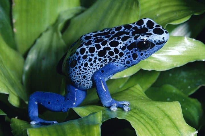 Tambopata 5-Day Amazon Wildlife Expedition from Puerto Maldonado