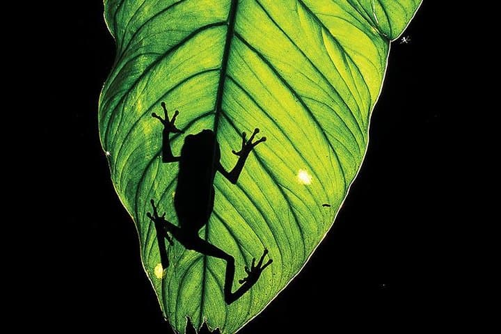 Tambopata 5-Day Amazon Wildlife Expedition from Puerto Maldonado photo 3
