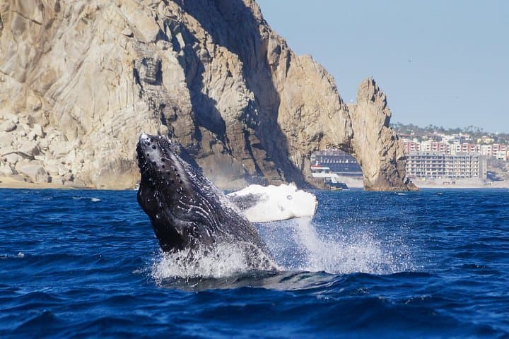 Cabo San Lucas Humpback Whale Watching — Marine Biologist Guided Tours photo 3