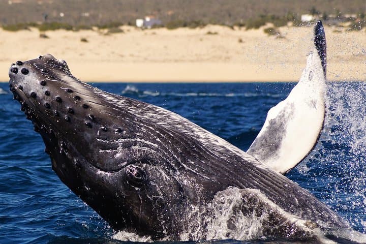 Cabo San Lucas Humpback Whale Watching — Marine Biologist Guided Tours photo 2