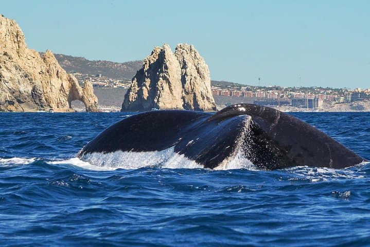 Cabo San Lucas Humpback Whale Watching — Marine Biologist Guided Tours photo 5
