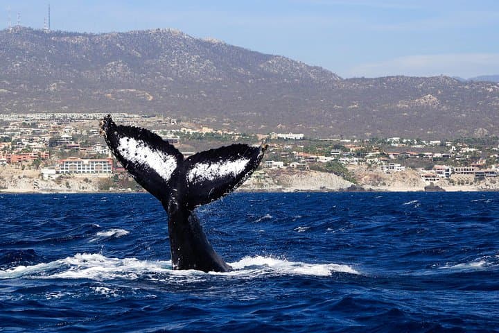 Cabo San Lucas Humpback Whale Watching — Marine Biologist Guided Tours photo 6