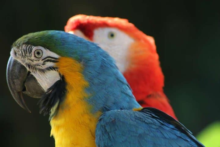 4-Day Manu National Park: Amazon Rainforest Exploration from Cusco photo 2
