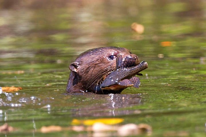 4-Day Manu National Park: Amazon Rainforest Exploration from Cusco photo 3