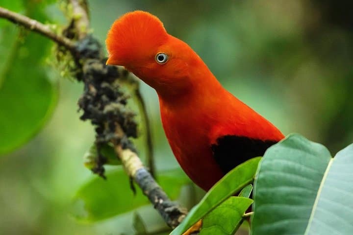 6-Day-Manu-Reserved-Zone-Amazon-Expedition-Wildlife-and-Lodge-Tour photo 3