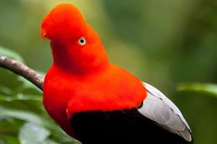 4-Day Manu National Park: Amazon Rainforest Exploration from Cusco photo 5