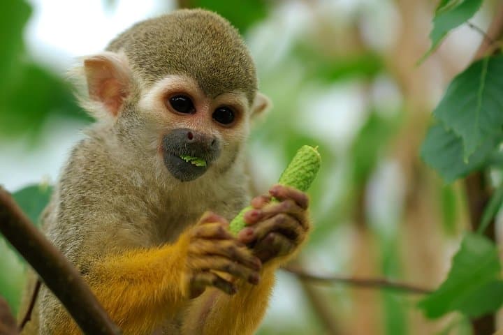 4-Day Manu National Park: Amazon Rainforest Exploration from Cusco